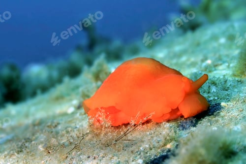 Preview: Sea Slug, Cabo Cope-Puntas del Calnegre Natural Park, Spain
