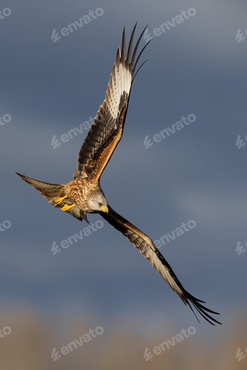 Preview: Red kite in flight in springtime in vertical shot.