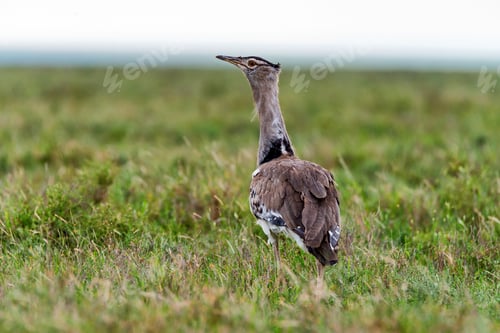 Preview: Kori bustard or Ardeotis kori in savanna