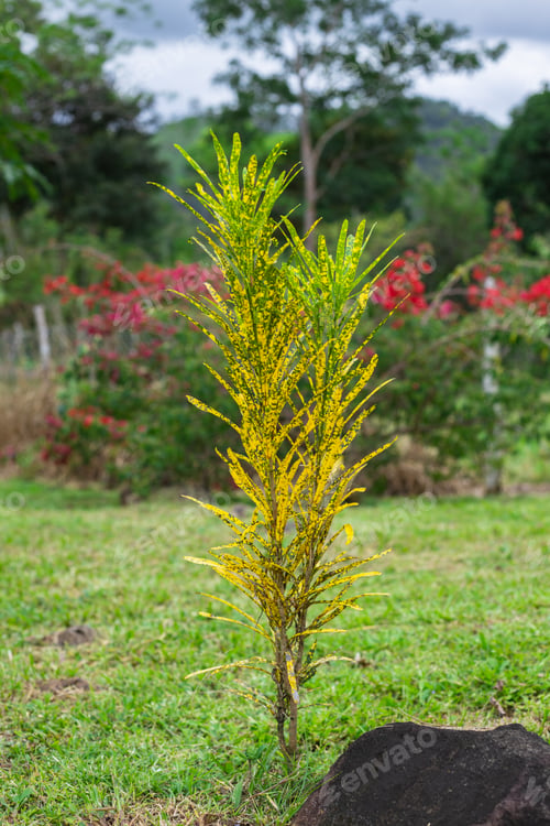 Preview: golden leaf tree in the field