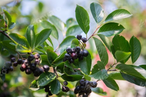 Preview: Wedding Rings on branch of aronia tree