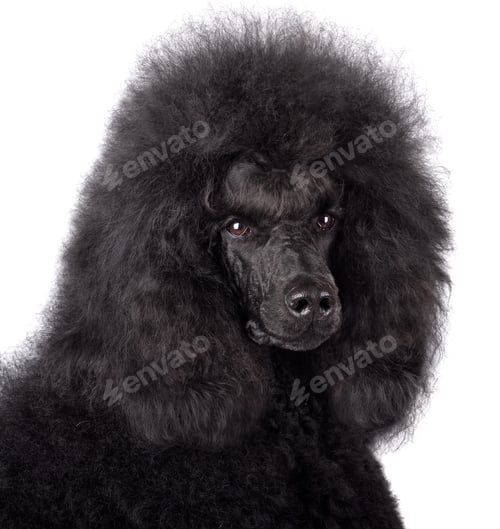 Preview: Portrait of black poodle