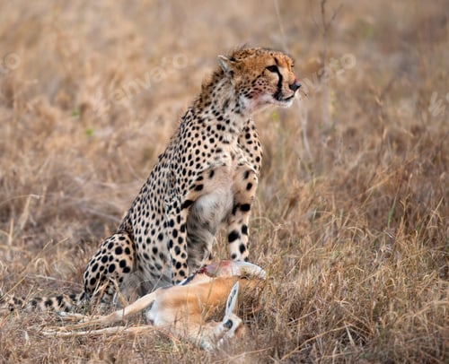 Preview: Cheetah sitting and eating prey, Serengeti National Park, Tanzania, Africa