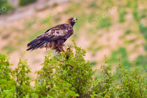 Preview: Golden Eagle, Mediterranean Forest, Spain