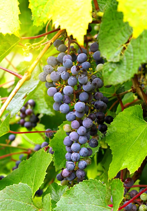 Preview: Branch of grape cluster
