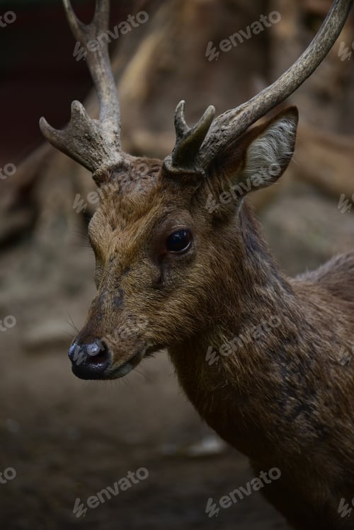 Preview: Close up of Javan Deer, Rusa timorensis