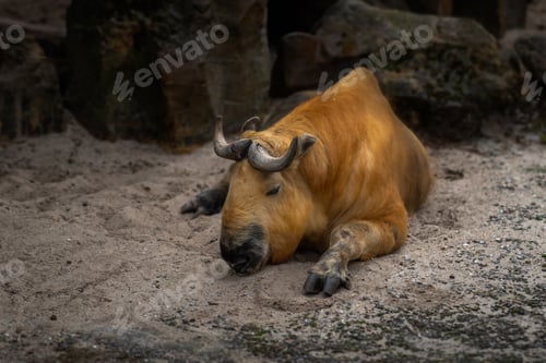 Preview: Tibetan Takin resting (budorcas taxicolor tibetana)