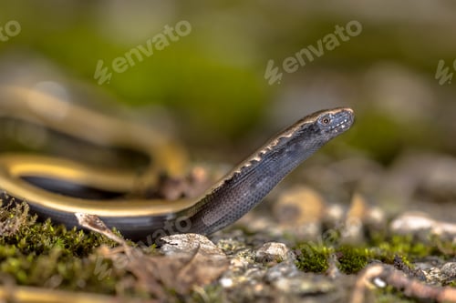 Preview: Peloponnese slowworm looking up