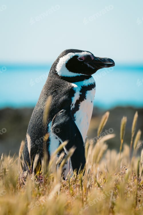 Preview: Vertical shot of a Magellanic penguin on the blurry background