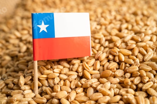 Preview: Grains wheat with Chile flag, trade export and economy concept.