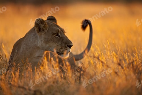 Preview: Africa, Botswana, Lioness in central kalahari game reserve