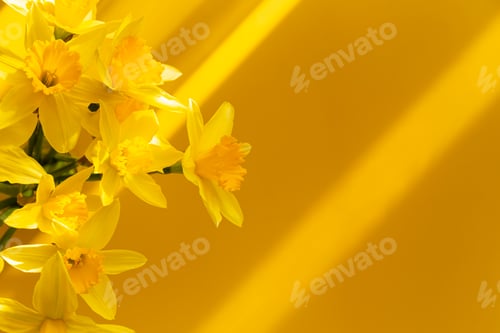 Preview: Daffodils on a yellow background