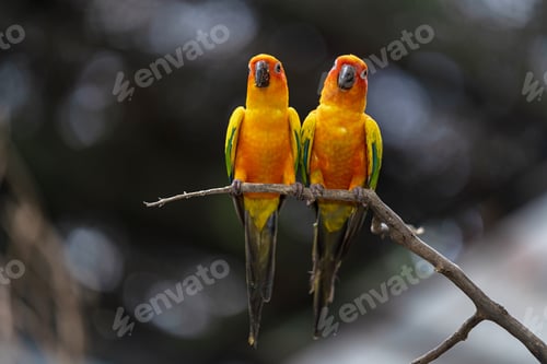 Preview: Beautiful colorful sun conure parrot birds