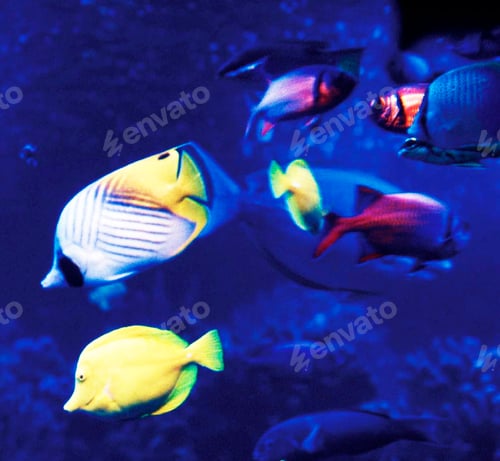 Preview: Colorful sea life underwater, shallow underwater seascape