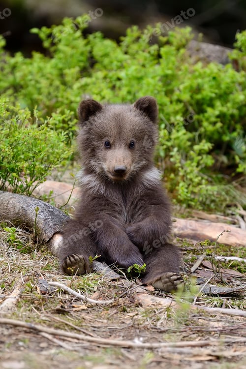 Preview: Brown bear cub