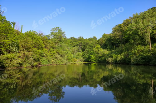 Preview: Scenic view of a tranquil forest pond on a sunny day
