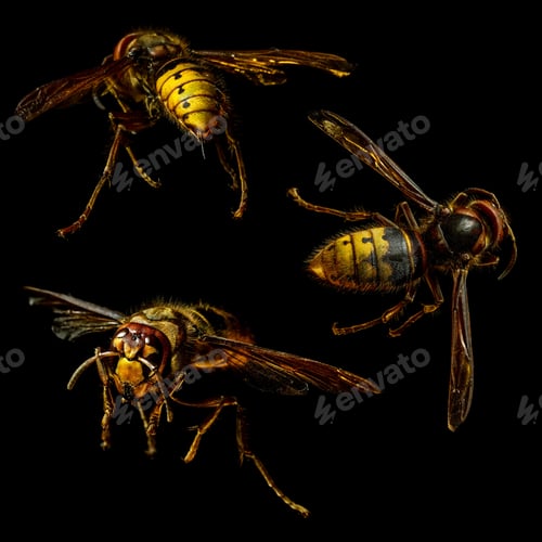 Preview: Group of hornet
