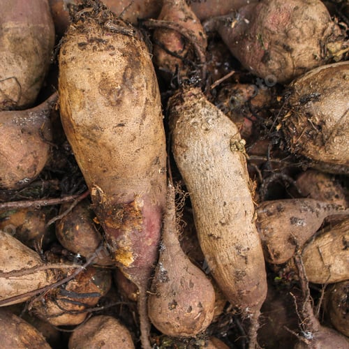 Preview: Beet Harvest Beetroot (Many Fruits Of Beets That Just Dug From The Ground) Concept. Food