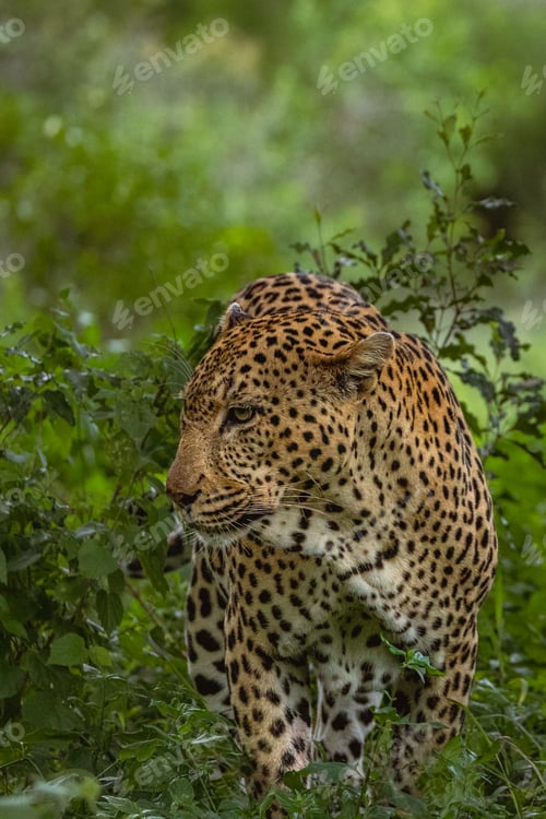 Preview: Male Leopard, Panthera pardus, full-body shot of the male leopard moving through his territory.