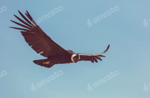 Preview: Condor