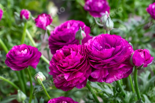 Preview: Ranunculus asiaticus flower, Persian buttercup