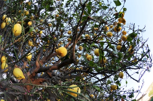 Preview: Lemon Tree