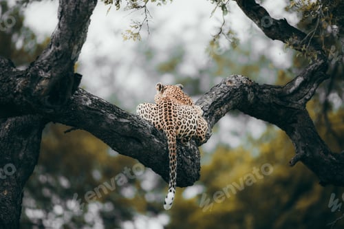 Preview: Leopard in the Kruger national safari game reserve