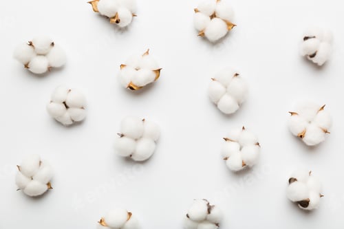 Preview: Autumn Floral Flat lay background composition. Dried white fluffy cotton flower branch