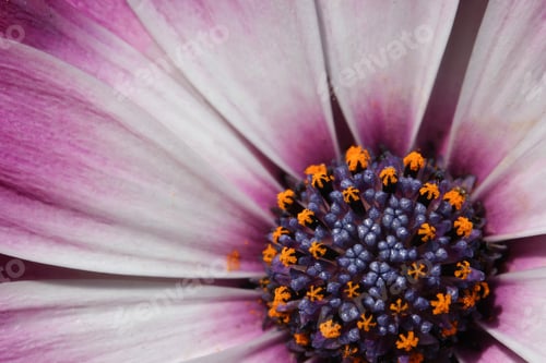 Preview: close-up of a bright purple Osteospermum flower
