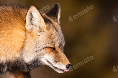 Preview: Close-up of a red fox with a blurred background.