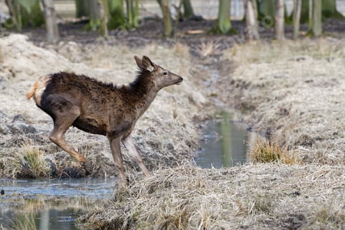 Preview: Red deer, Altai maral (Cervus elaphus sibiricus)