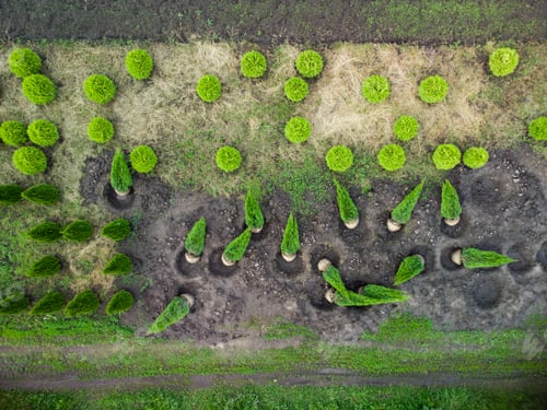 Preview: aerial view of a tree farm for landscaping