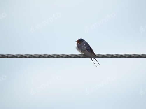 Preview: Swallow on the power line