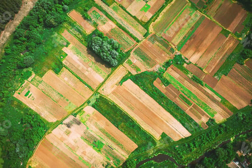 Preview: Aerial View Of Vegetable Garden. Potato Plantation At Summer Day. Village Garden Beds