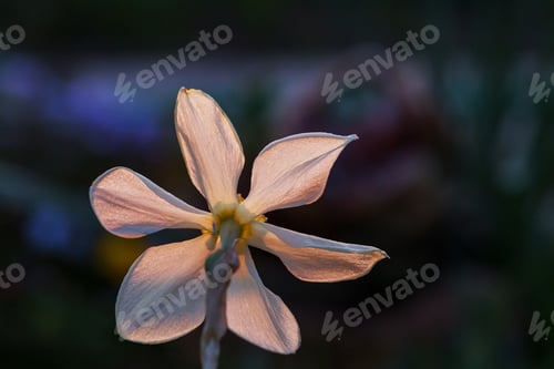 Preview: Spring flowers
