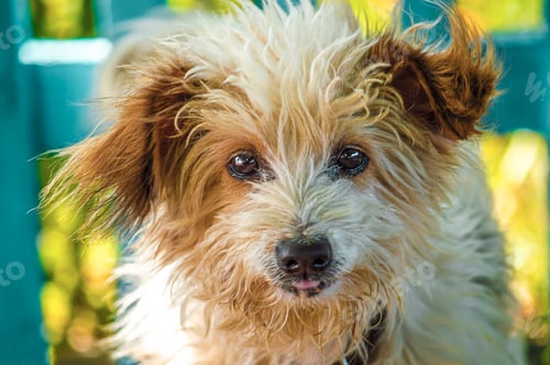 Visualização: Outbred domestic yard dog. Looks out of booth and guards owner's house.