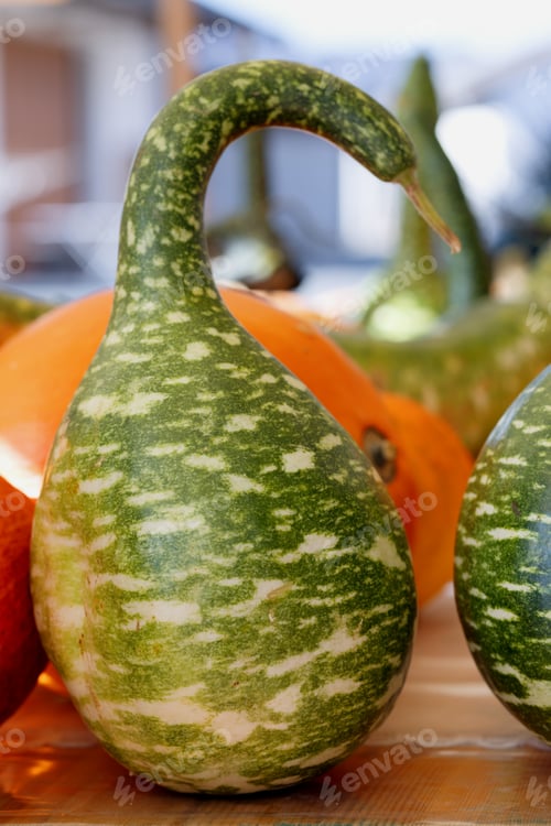 Preview: Bottle green pumpkin lagenaria close-up on the counter