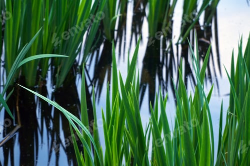 Preview: little green grass
