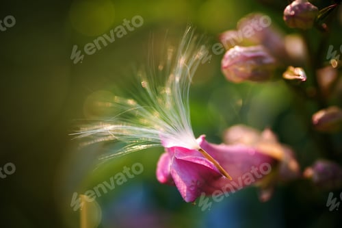 Preview: Fluff seeds float with the summer breeze