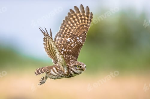 Preview: Little Owl flying on blurred background