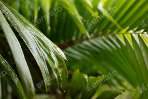 Preview: Tropical Palm Leaves during Rainy Day Creating Natural Green Background