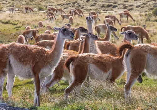 Herd of Guanacos Grazing in Open Field