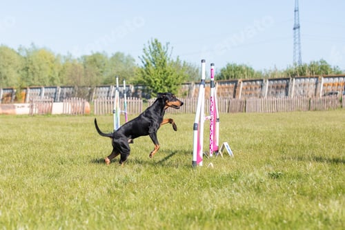 Preview: Dog jumps over a hurdle of an agility course. Agility competition, dog sport