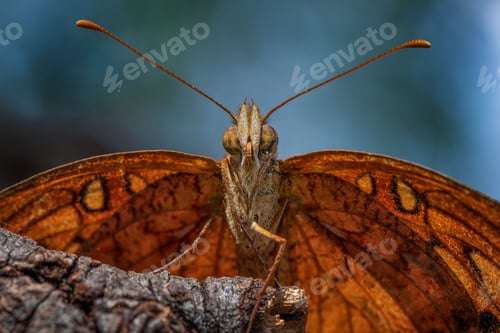 Preview: Close-up of a butterfly perched on a tree branch in a natural outdoor setting