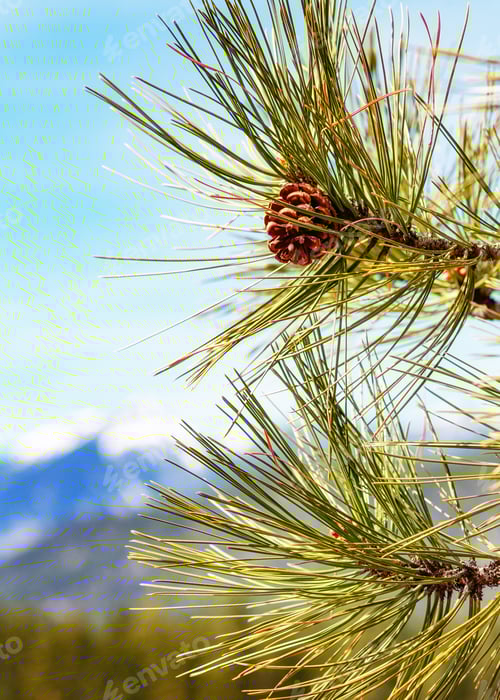 Preview: Close-up Pine Tree With Mountain Background