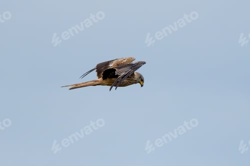 Preview: Western Marsh Harrier Flying