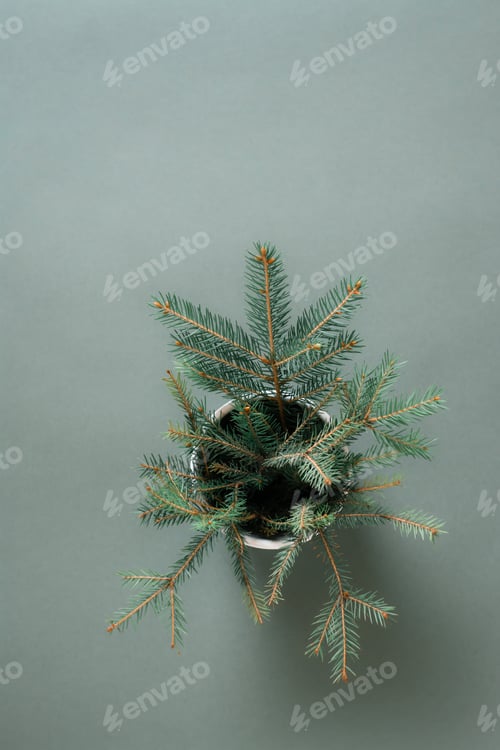 Preview: The green concept. Bouquet of fir branches in a pot on a green background. Vertical view