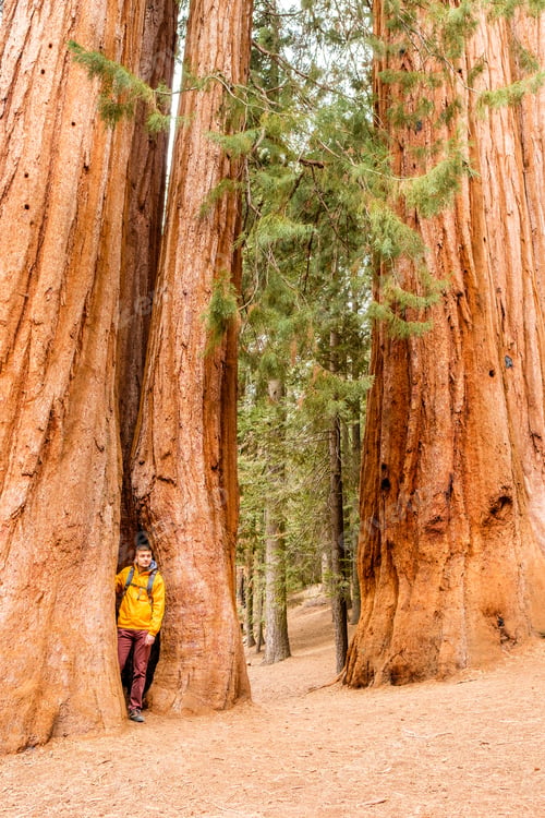 Preview: Tourist With Backpack Hiking In Sequoia National Park. California, United States.