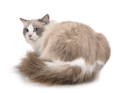Preview: ragdoll cat in studio