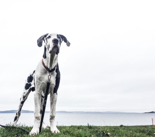 Preview: Big great dane puppy at park minimalism